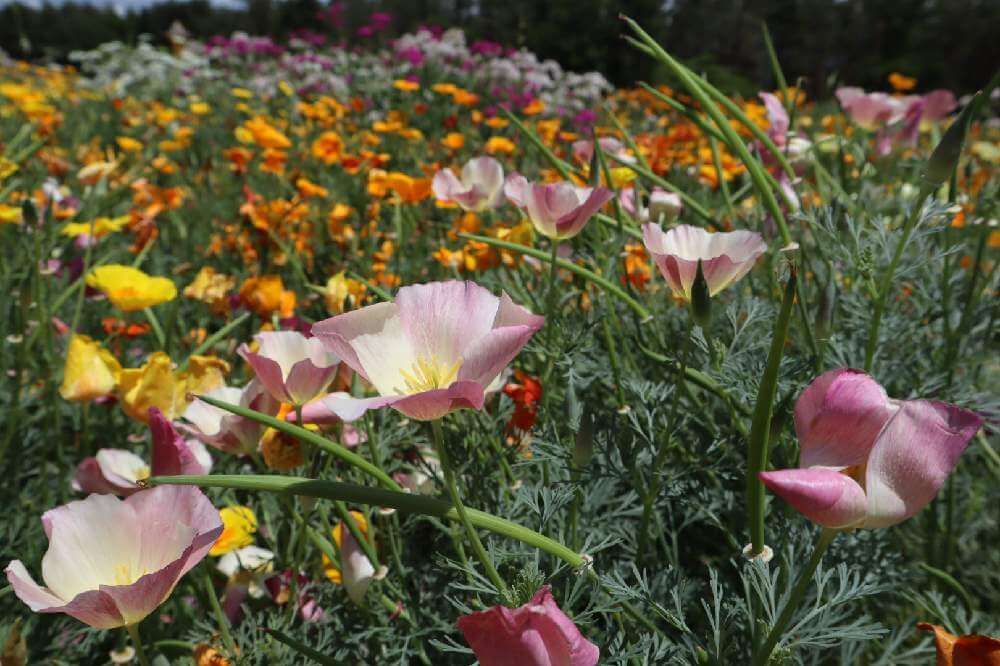 ハナビシソウ　種類