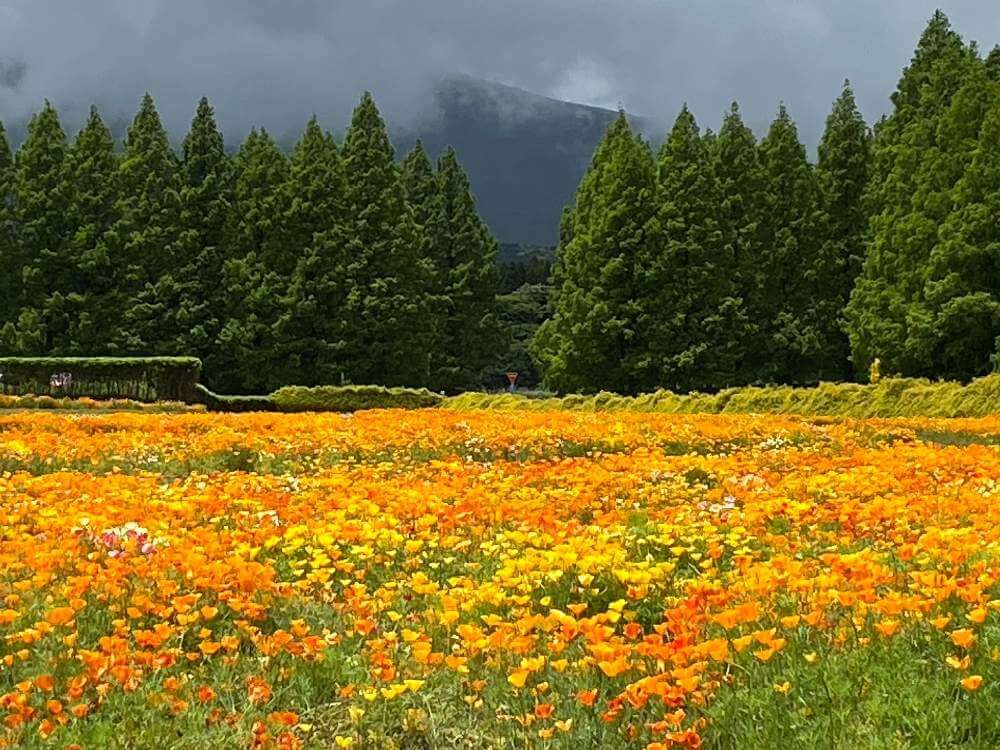 ハナビシソウ　花ことば