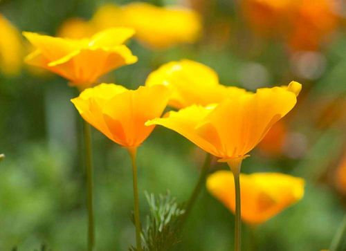 ハナビシソウの花言葉 花の特徴や人気の種類 ハーブとしての効能もある Greensnap グリーンスナップ