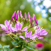 クレオメの育て方｜種まきや苗の植え付け時期、増やし方は？の画像