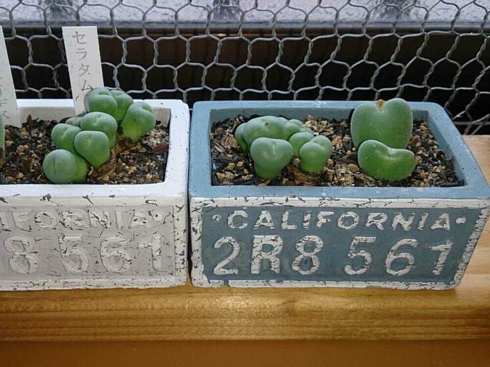 コノフィツム・セラタム