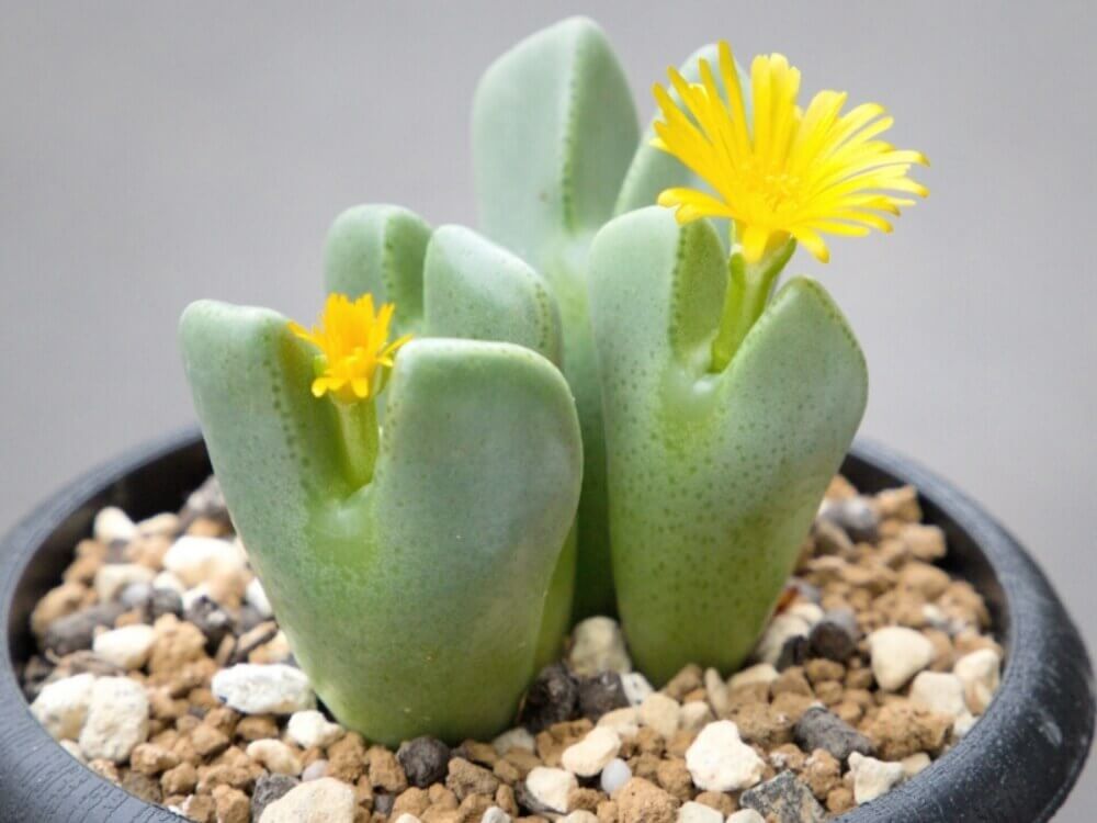 コノフィツム・桜貝