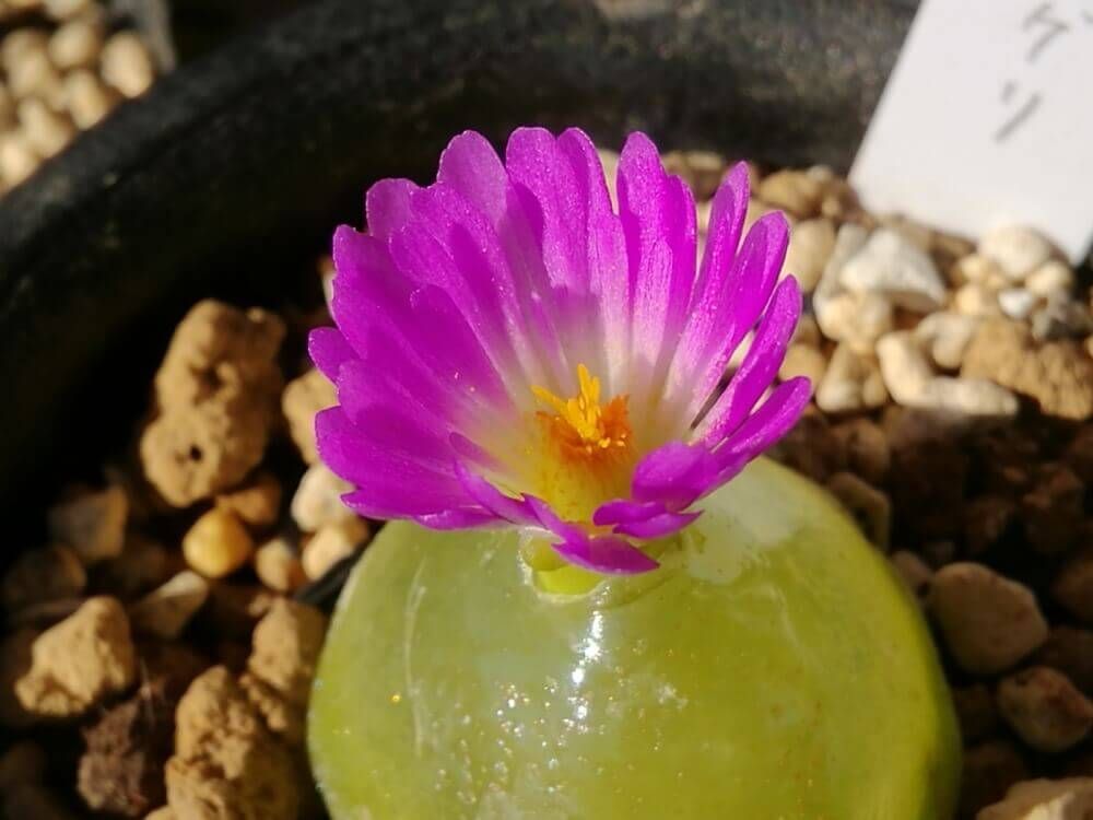 コノフィツム・ブルゲリ