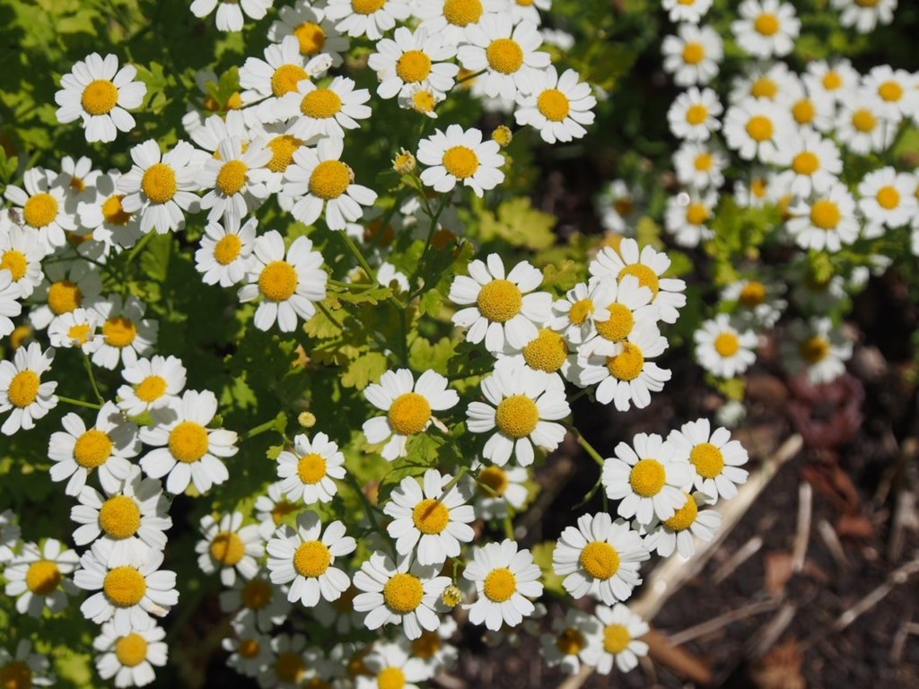 マトリカリアの育て方｜苗の植え付け、切り戻しの時期は？花の特徴と