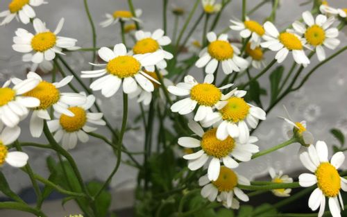 マトリカリアの育て方 苗の植え付け 切り戻しの時期は 花の特徴と香りは Greensnap グリーンスナップ