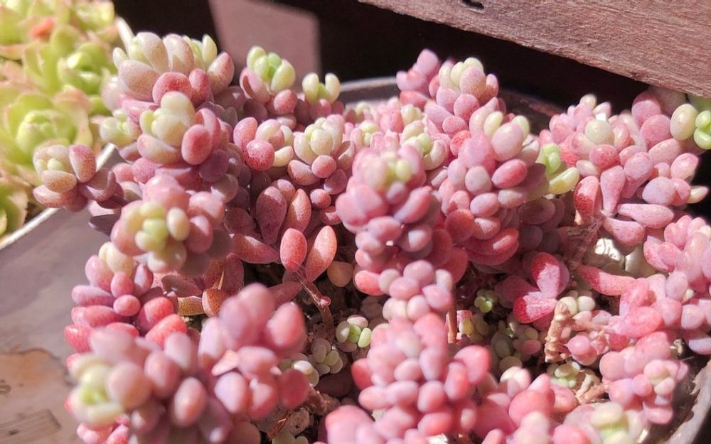 パープルヘイズ