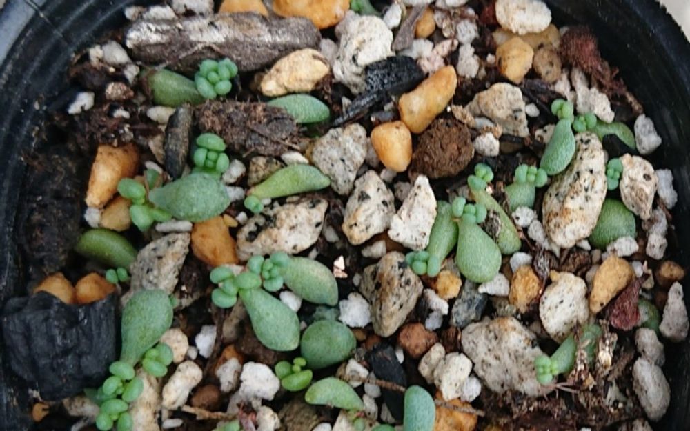 パープルヘイズ