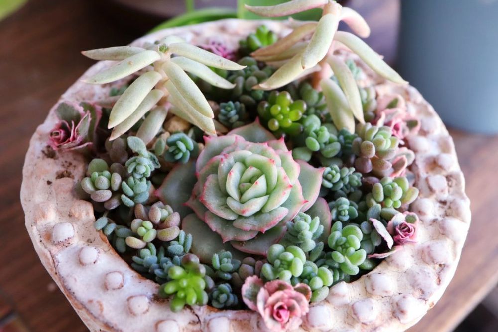 パープルヘイズ