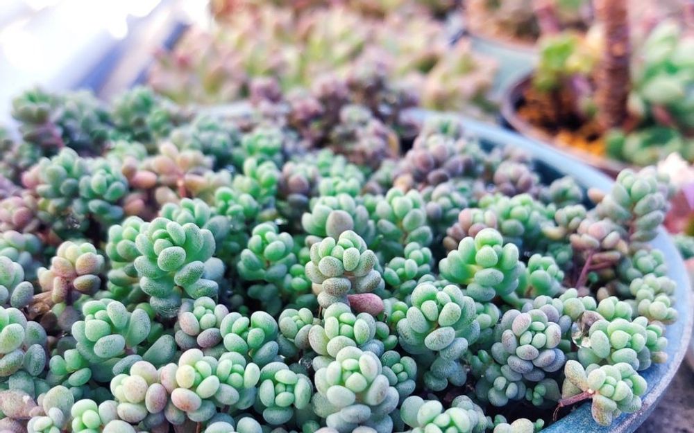 パープルヘイズ