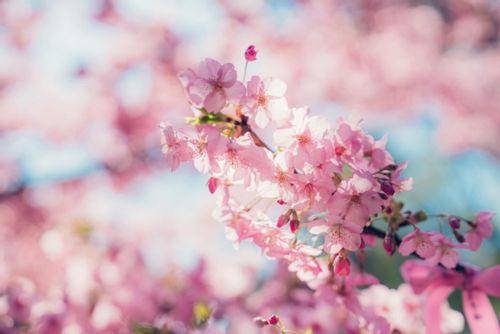 カワヅザクラ 河津桜 とは 見頃の時期や名所はどこ Greensnap グリーンスナップ カワヅザクラ 河津桜 とは 見頃の時期や名所はどこ Greensnap グリーンスナップ