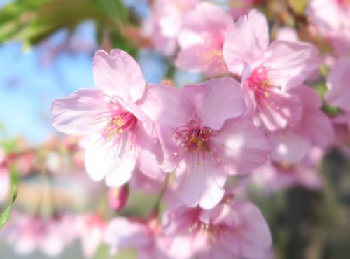 カワヅザクラ 河津桜 とは 見頃の時期や名所はどこ Greensnap グリーンスナップ