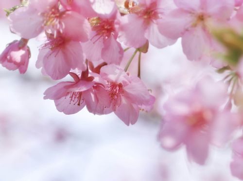カワヅザクラ 河津桜 とは 見頃の時期や名所はどこ Greensnap グリーンスナップ カワヅザクラ 河津桜 とは 見頃の時期や名所はどこ Greensnap グリーンスナップ