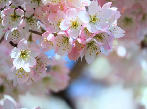 マメザクラ 豆桜 とは 特徴や見頃の時期 名所はどこ Greensnap グリーンスナップ