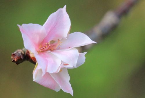 ヤマザクラ 山桜 とは 開花時期や種類 花言葉や人気の名所は Greensnap グリーンスナップ