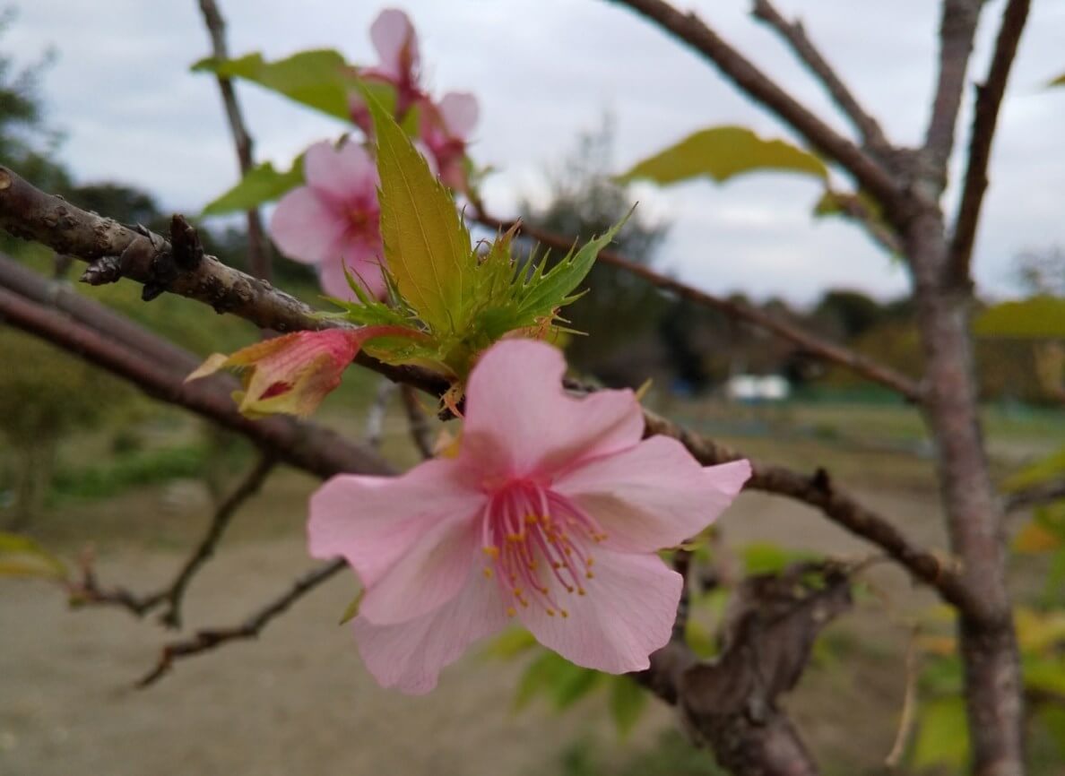 ヤマザクラ 山桜 とは 開花時期や種類 花言葉や人気の名所は Greensnap グリーンスナップ