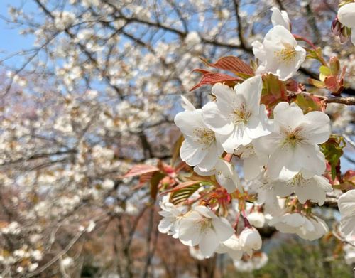 ヤマザクラ 山桜 とは 開花時期や種類 花言葉や人気の名所は Greensnap グリーンスナップ