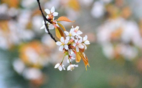 ヤマザクラ 山桜 とは 開花時期や種類 花言葉や人気の名所は Greensnap グリーンスナップ