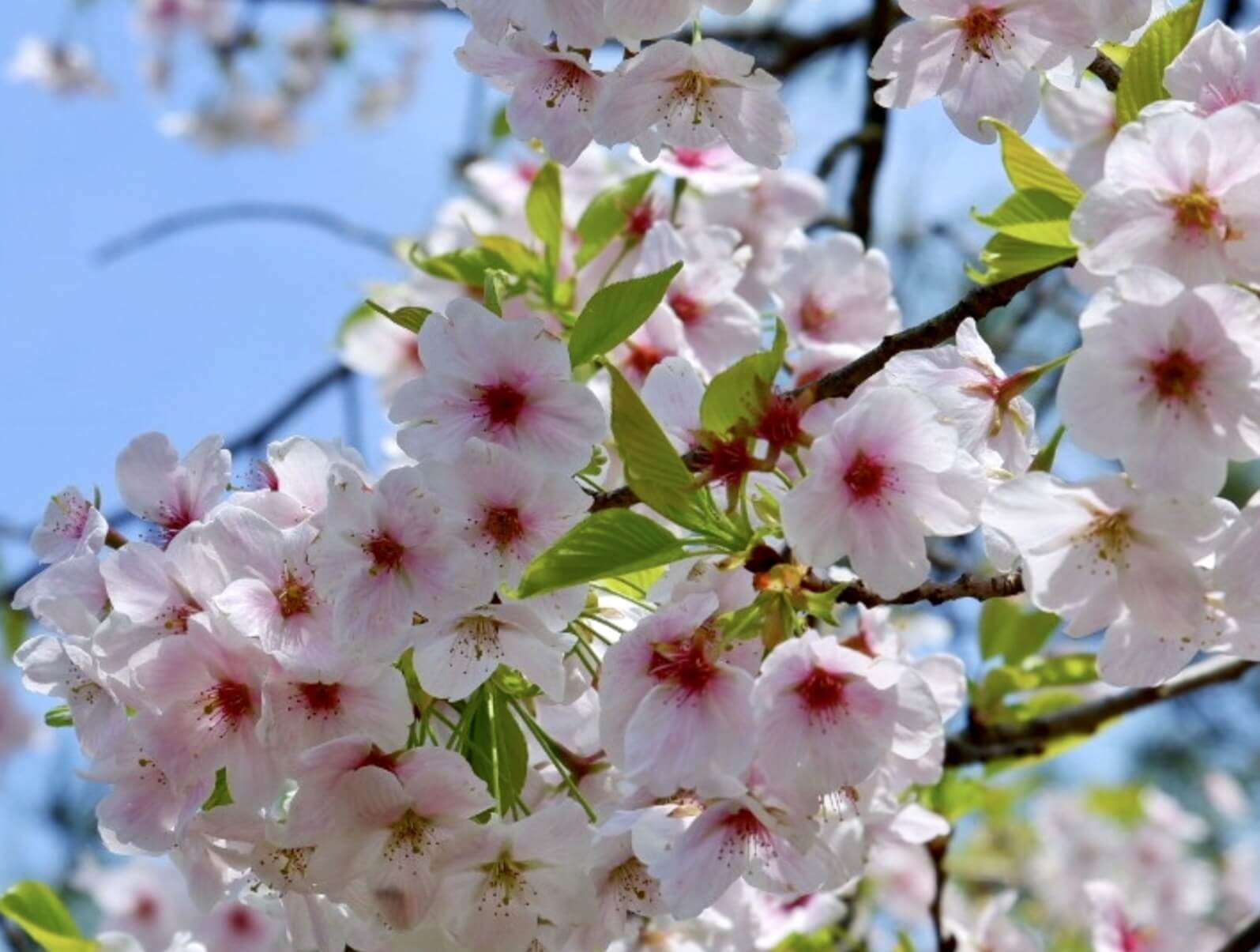 ヤマザクラ 山桜 とは 開花時期や種類 花言葉や人気の名所は Greensnap グリーンスナップ