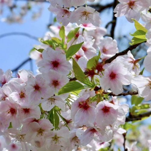 ヤマザクラ(山桜)とは｜開花時期や種類、花言葉や人気の名所は 