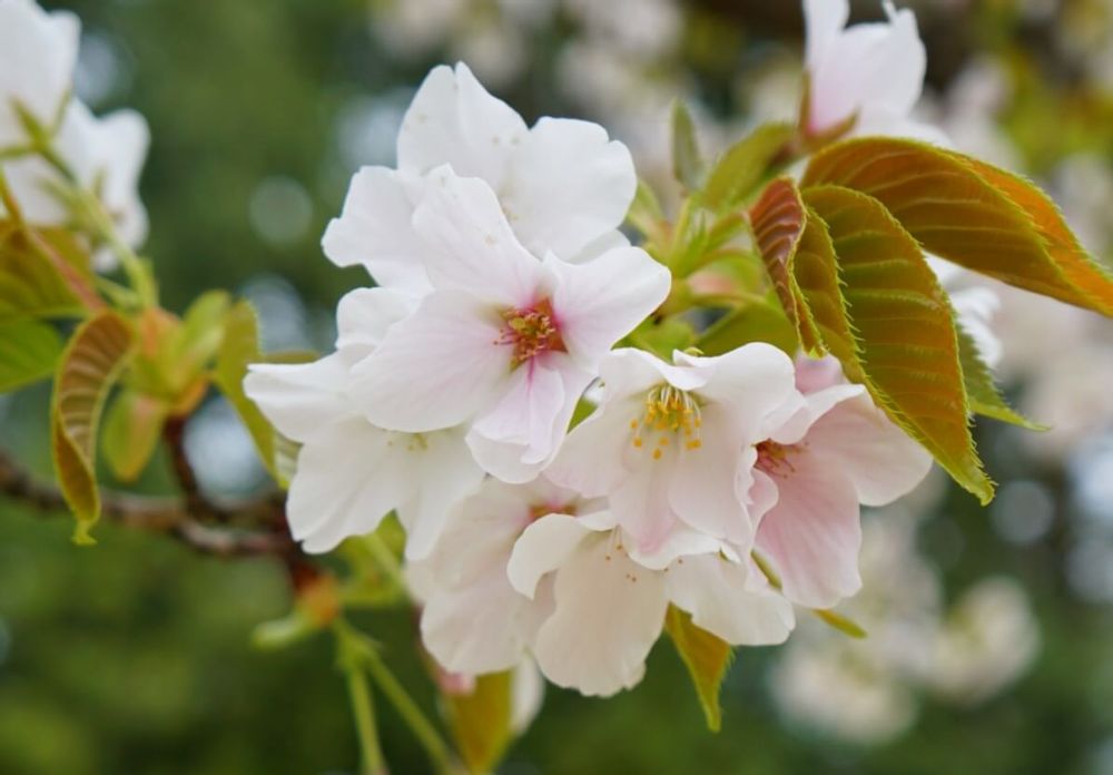 オオシマザクラ