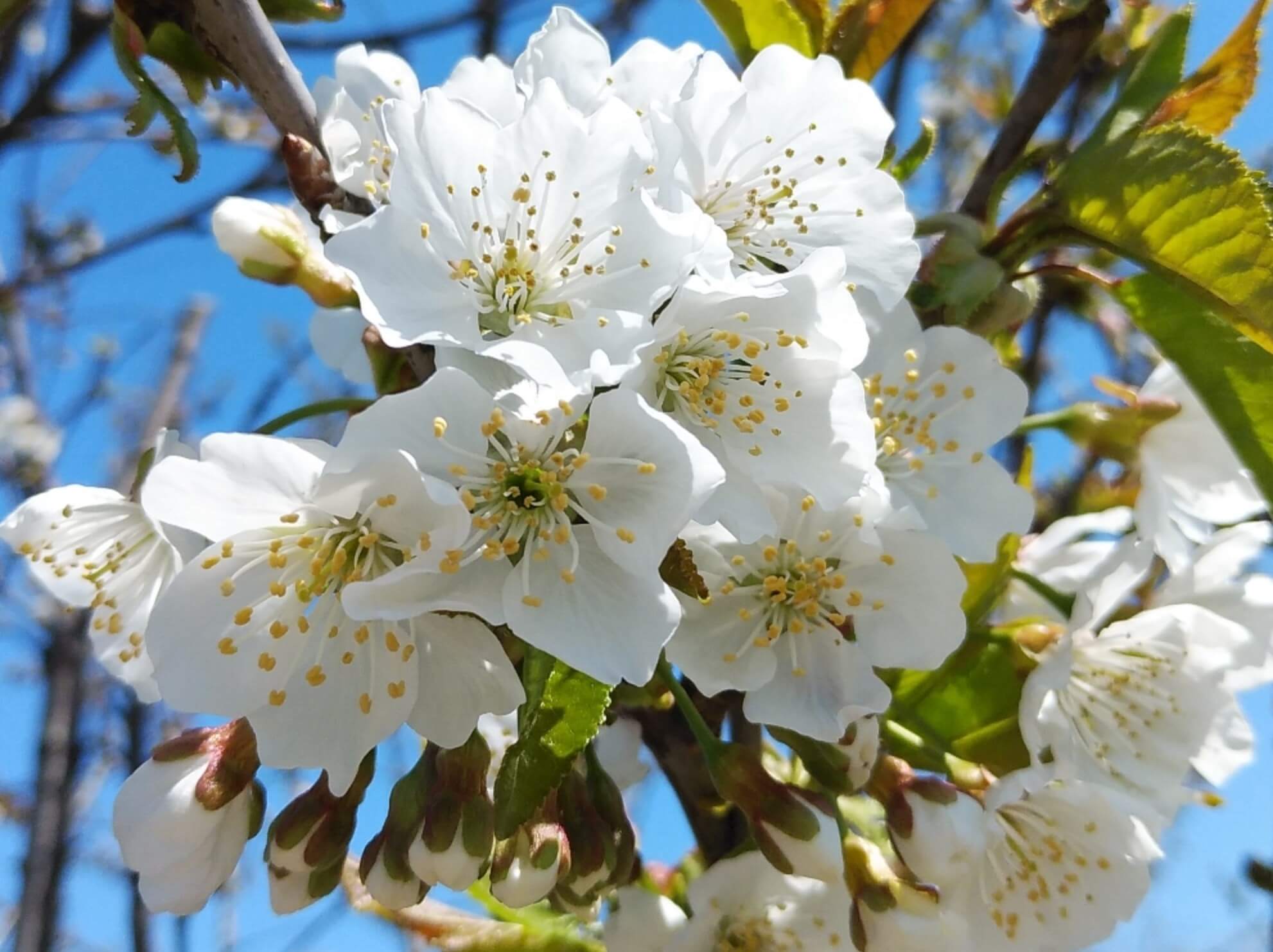 オオシマザクラ(大島桜)とは｜特徴や開花時期、花言葉や名所は