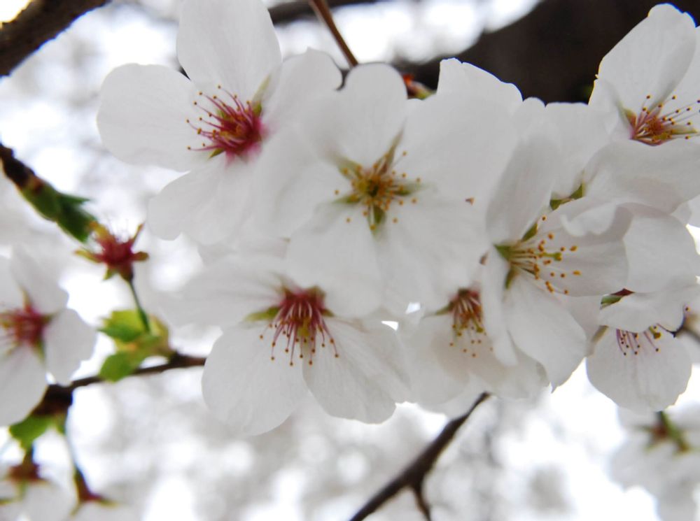 オオシマザクラ