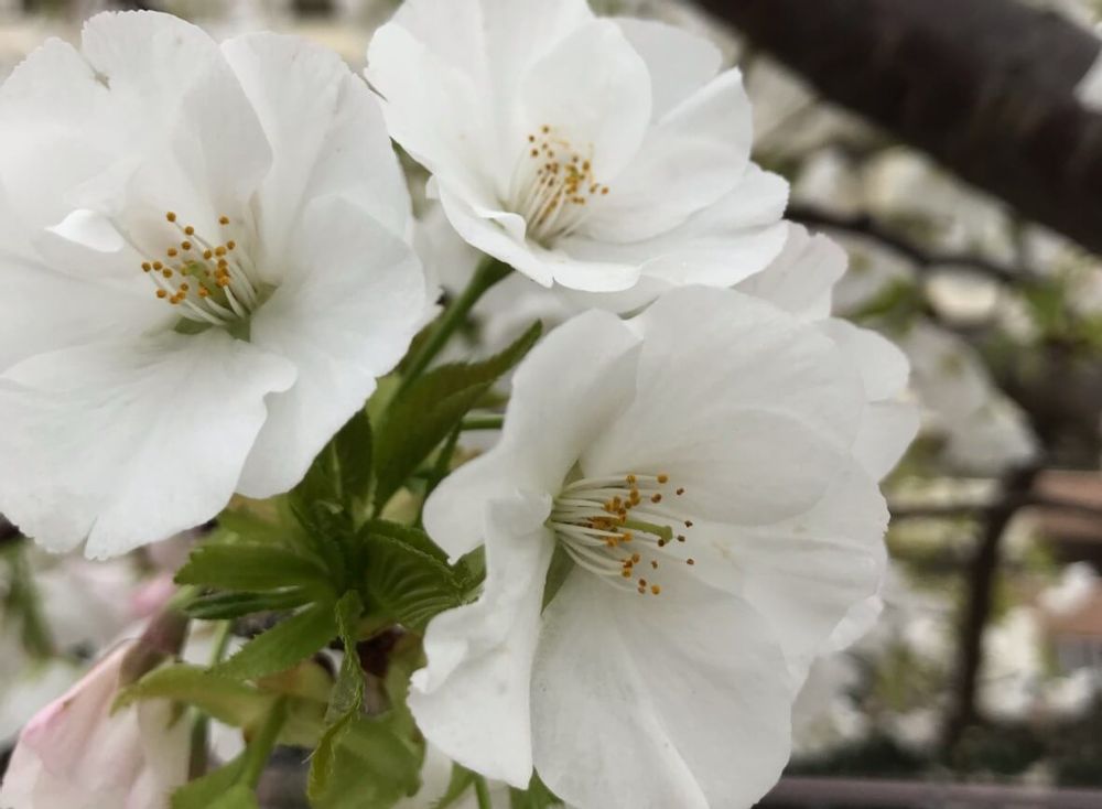 オオシマザクラ