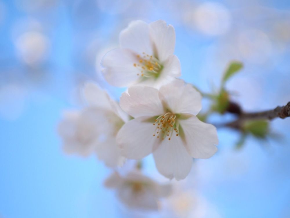 オオシマザクラ