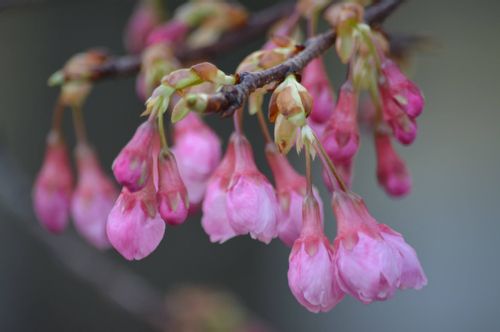カンヒザクラ 寒緋桜 とは 開花時期や花言葉 沖縄や東京の名所は Greensnap グリーンスナップ