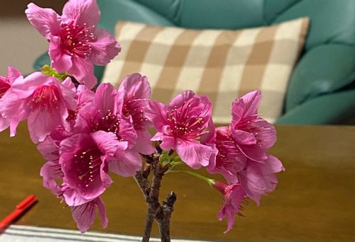 カンヒザクラ 寒緋桜 とは 開花時期や花言葉 沖縄や東京の名所は Greensnap グリーンスナップ
