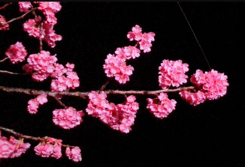 カンヒザクラ 寒緋桜 とは 開花時期や花言葉 沖縄や東京の名所は Greensnap グリーンスナップ