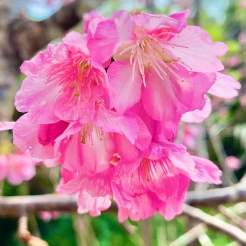 カンヒザクラ 寒緋桜 とは 開花時期や花言葉 沖縄や東京の名所は Greensnap グリーンスナップ