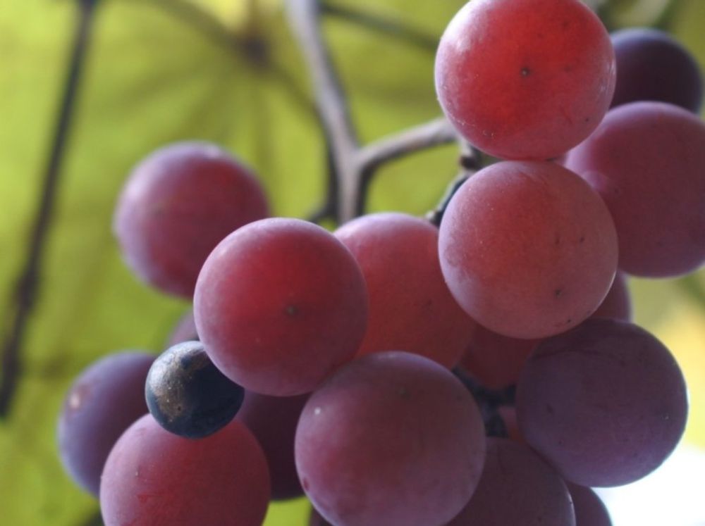 ブドウ