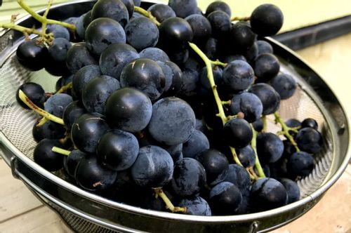 ぶどう 葡萄 の種類 種無しや皮も食べられる品種は 糖度はどれくらい Greensnap グリーンスナップ