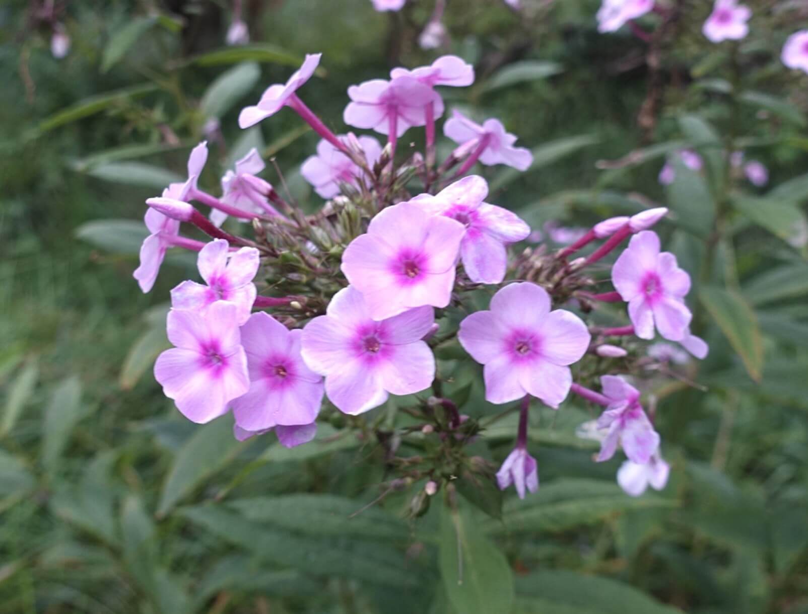 クサキョウチクトウの花言葉 花の特徴や代表的な種類は Greensnap グリーンスナップ