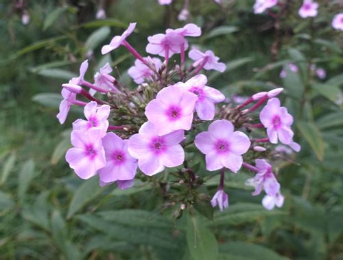 クサキョウチクトウの育て方 植え付けや植え替え 挿し木や株分けの時期や方法は Greensnap グリーンスナップ