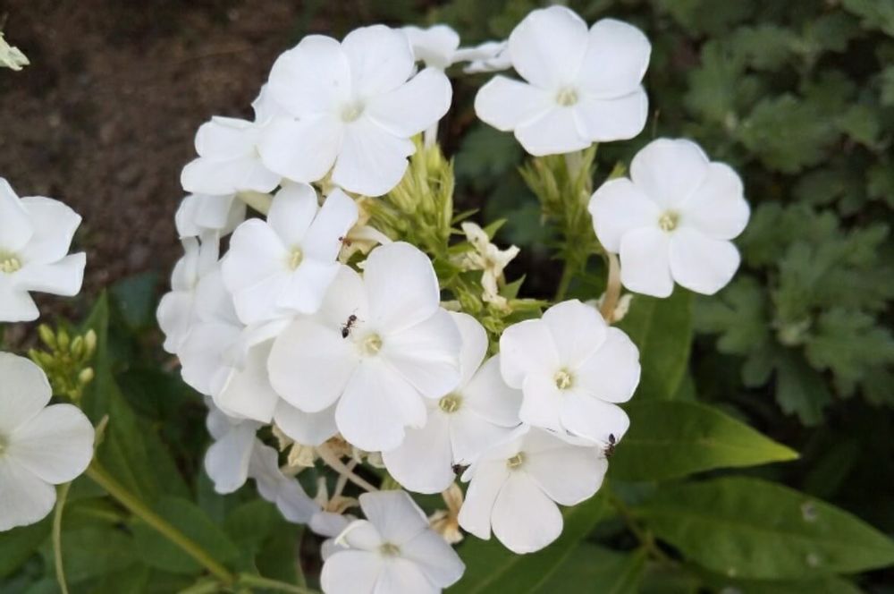 クサキョウチクトウ