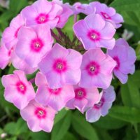 クサキョウチクトウの育て方｜植え付けや植え替え、挿し木や株分けの時期や方法は？の画像