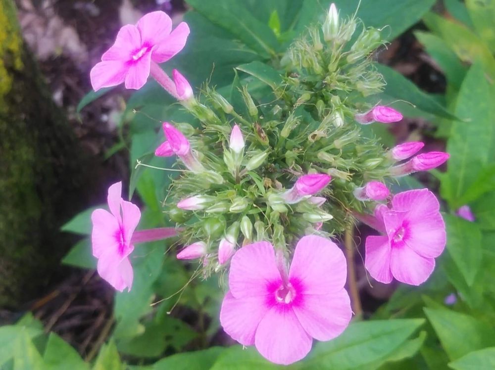 クサキョウチクトウ