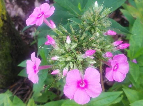 クサキョウチクトウの花言葉 花の特徴や代表的な種類は Greensnap グリーンスナップ