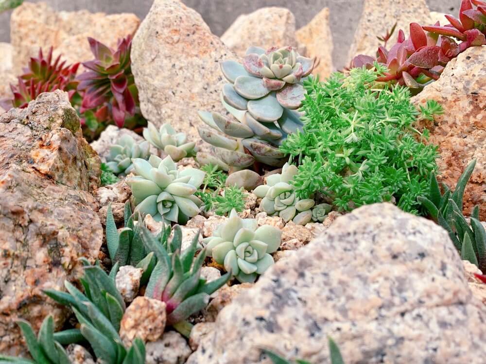 おしゃれなロックガーデンの作り方 石の積み方 おすすめの植物は Greensnap グリーンスナップ