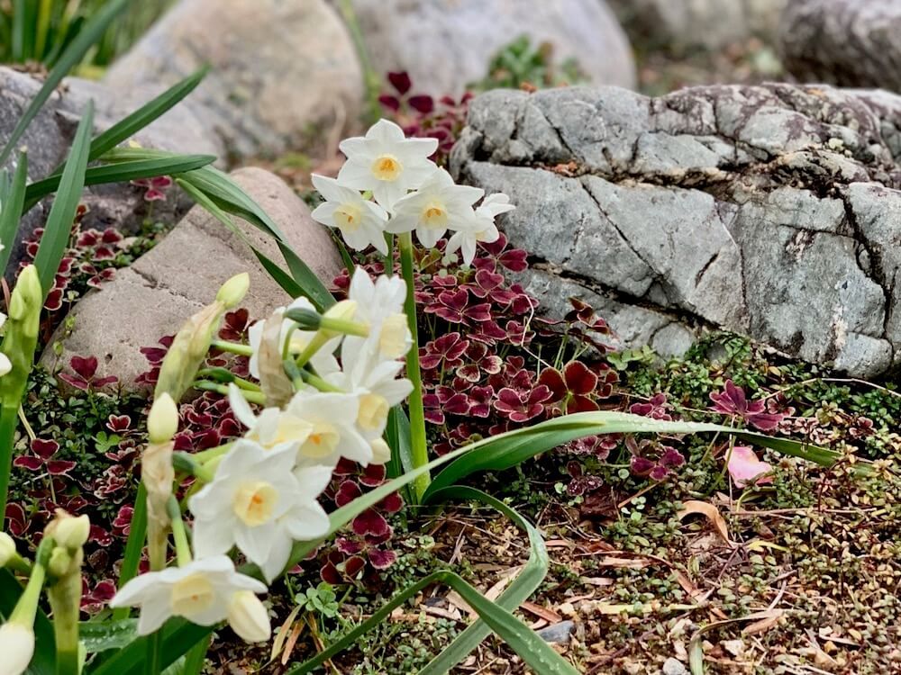 和風のロックガーデンに水仙が咲いている