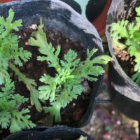 間引きとは｜意味や目的は？より収穫や生育をよくするコツは？の画像