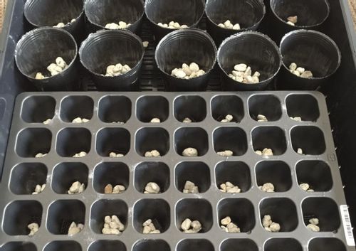 苗床とは 作り方は おすすめの土の配合は 容器の種類はなにがある Greensnap グリーンスナップ 苗床とは 作り方は おすすめの土の配合は 容器の種類はなにがある Greensnap グリーンスナップ