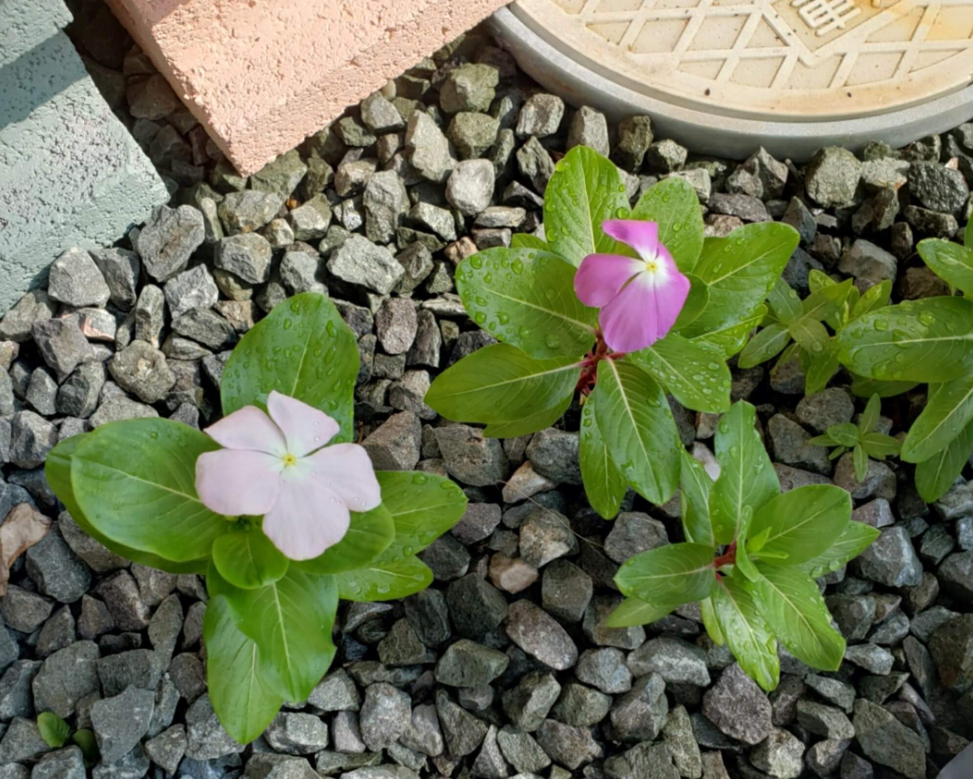 玉砂利とは｜目的や効果は、種類や敷き方の注意点は？｜🍀GreenSnap 