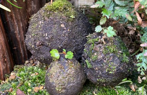 ケト土とは 特徴や使い方 盆栽 苔玉 ビオトープにおすすめ Greensnap グリーンスナップ