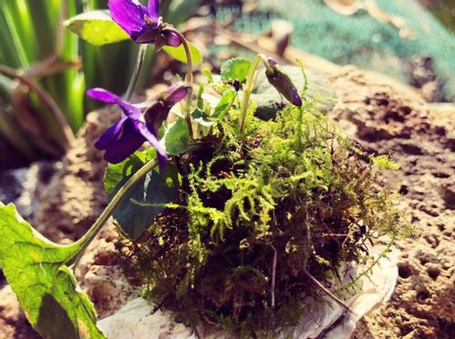 ケト土とは 特徴や使い方 盆栽 苔玉 ビオトープにおすすめ Greensnap グリーンスナップ