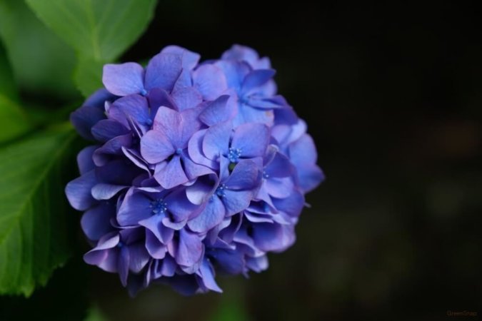 紫陽花 アジサイ