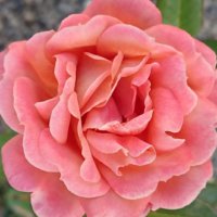 木酢液とは｜使い方や効果・用途は？家での作り方は？の画像