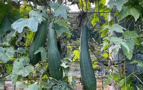 ヘチマ 糸瓜 の育て方 栽培 種まき時期 発芽のコツは 苗の植え替えは必要 Greensnap グリーンスナップ